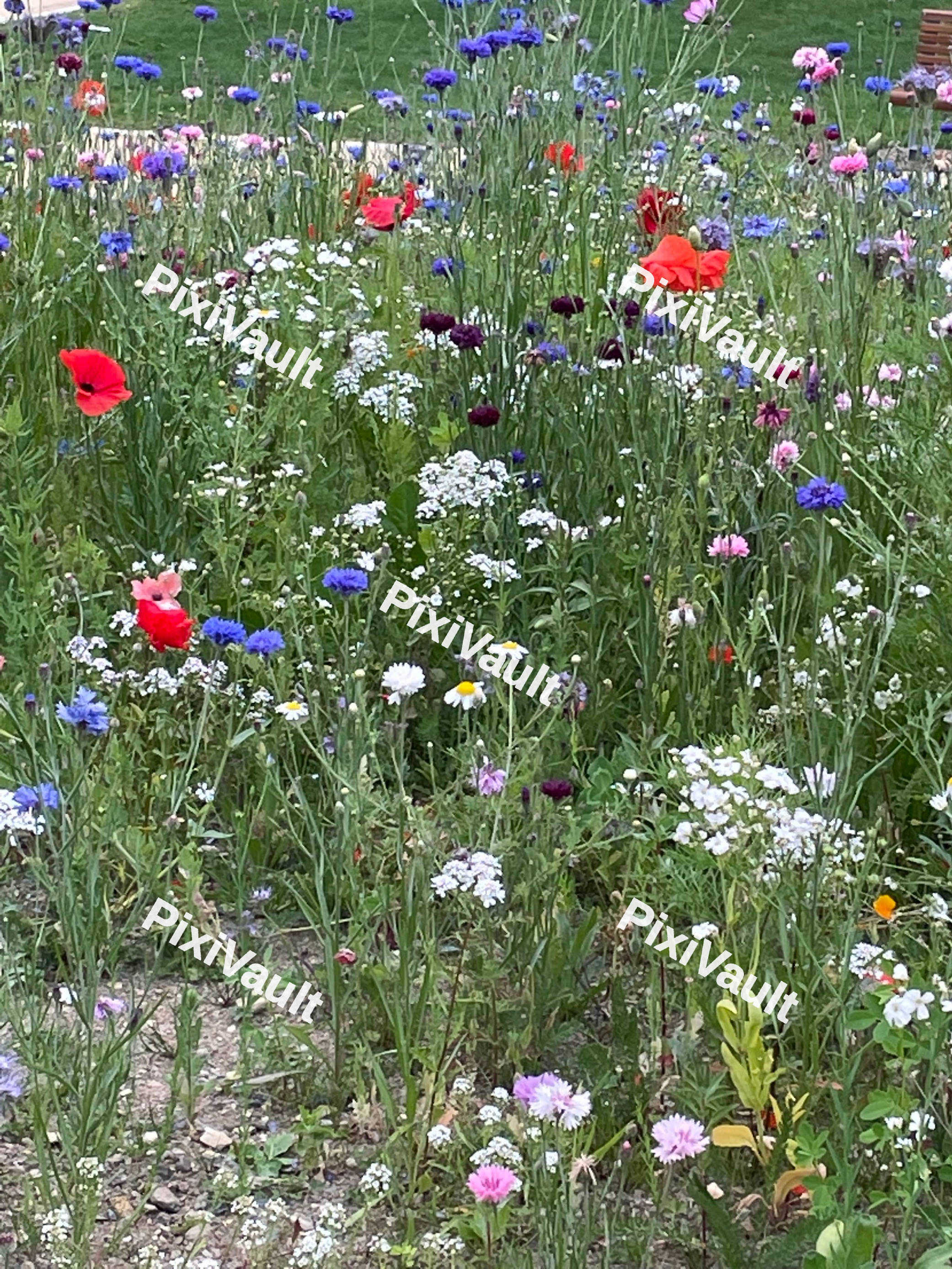 Wild Flowers